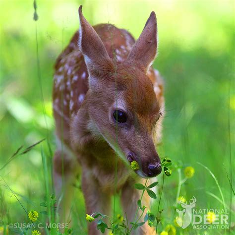 Fawn Weaning Lead | National Deer Association