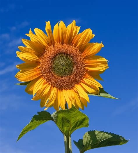 sunflower - Wiktionary, the free dictionary