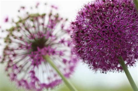 How To Grow Allium From Seed- (Ornamental Allium) - Farmhouse & Blooms