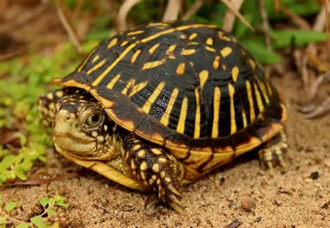 Turtles with Yellow Stripes on Shell – The Turtle Expert