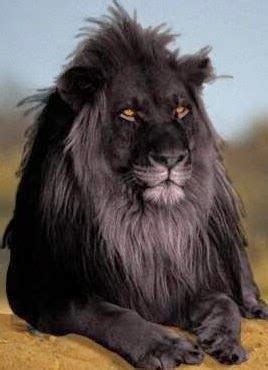 Rare black lion ~ Photos Hub