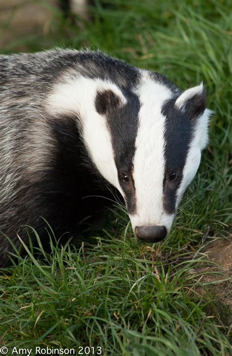 British Badger – Amy Robinson Photography