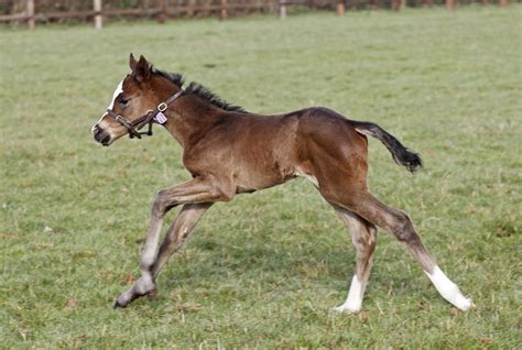 Life after Frankel: Can genetic 'lightning bolt' strike twice? | CNN