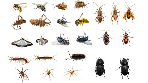 Insects And Bugs With Names