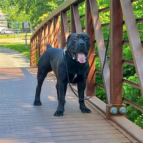 Boerboel Features - Sandor Boerboels | Dog Breeder