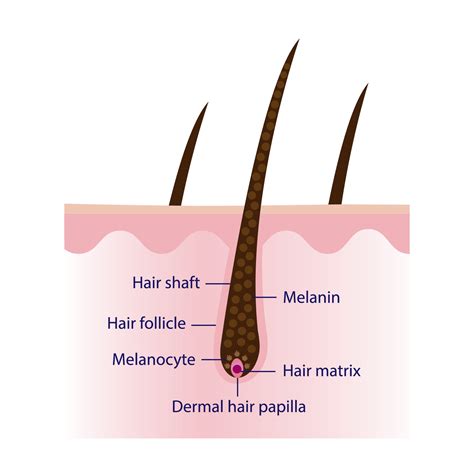 The mechanism of pigmented hair with scalp layer vector isolated on ...