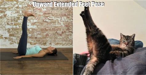 18 Cute Animals Showing You Some Yoga Poses | Bored Panda