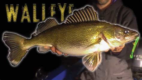 GIANT Walleye - Winter Walleye Fishing Tips and Techniques - Fisher.City