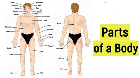 Parts of the body in English | External parts of a human body | Human ...