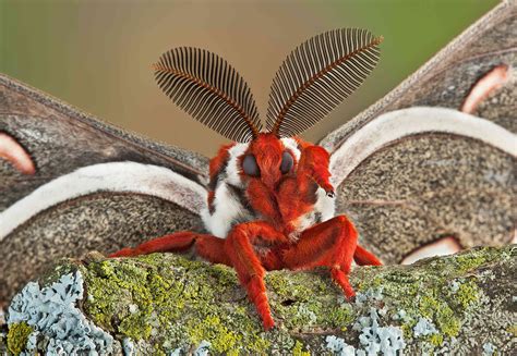 20 Moth Species More Beautiful Than Butterflies