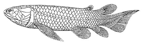 Palaeos Vertebrates Sarcopterygii: Overview