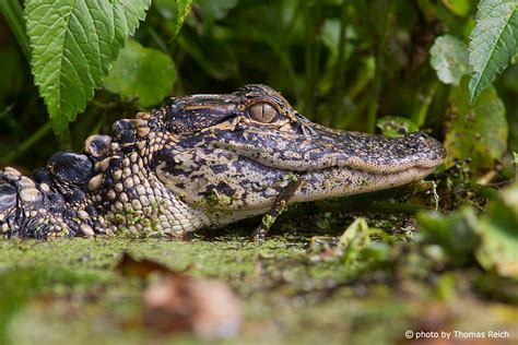 Image, Stock Photo American Alligator habitat | Thomas Reich, bilderreich