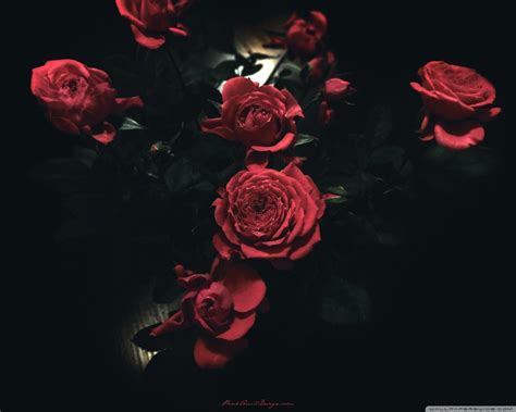 Dark Rose Wallpaper - Life Styles