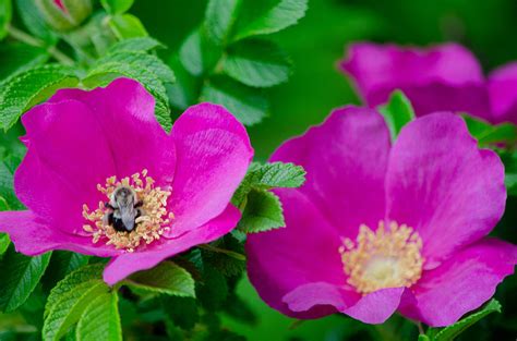 Wild Pink Roses Photograph by Linda Howes | Fine Art America