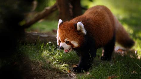 Red panda, animals, red panda, panda HD wallpaper | Wallpaper Flare