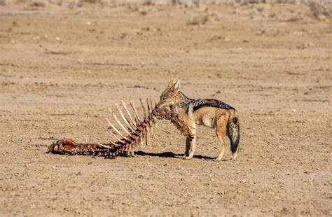 Black-backed Jackal stock image. Image of blackbacked - 219015073