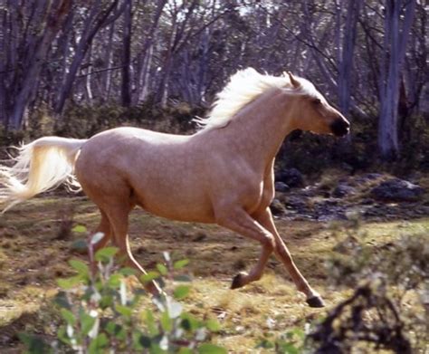 8 best The Silver Brumby Wild Horse movie ! images on Pinterest ...