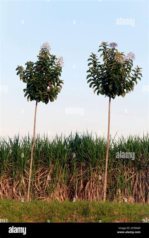 field of sugar cane plantation inside Brazil Stock Photo - Alamy