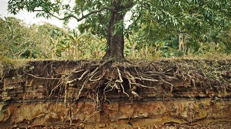 How Deep are Oak Tree Roots? - My Heart Lives Here