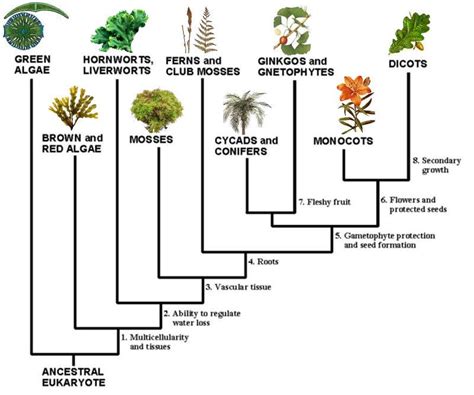 Botanist Backyard: Evolution of Plants