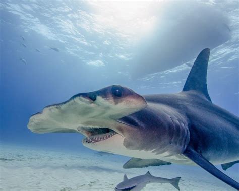 What Type of Hammerhead Shark Is the Most Vicious? - A-Z Animals