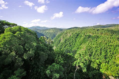 Ciri-Ciri Hutan Hujan Tropis - Geograph88