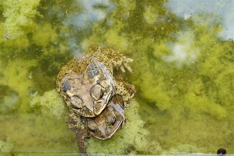 Frog are breeding 7988411 Stock Photo at Vecteezy