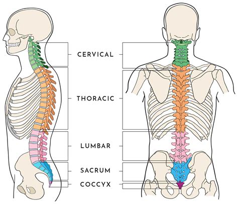 Diagram Of The Spine Anatomy