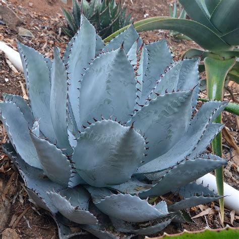 Types Of Agave Plants - Plant Ideas