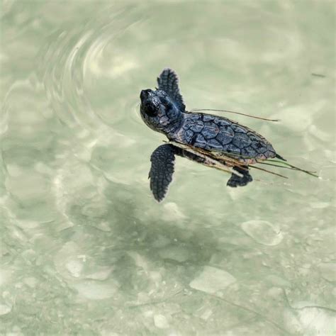 Baby Sea Turtles Hatching