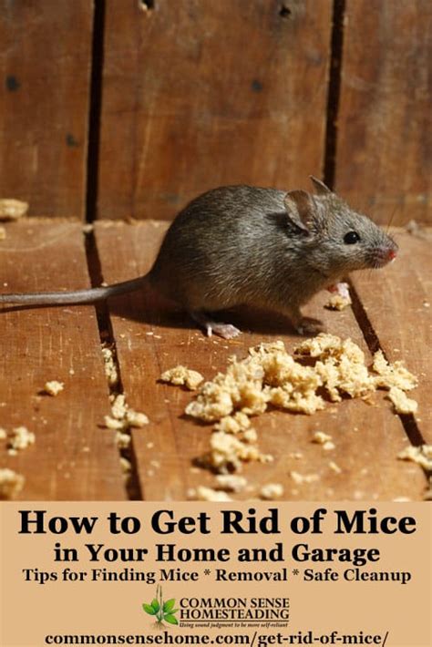 The Best Ways Get Rid of Mice In Your House and Garage