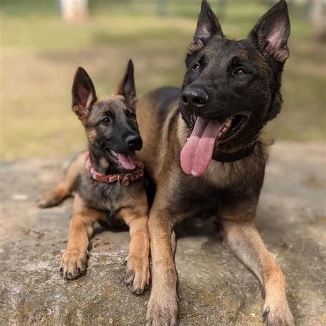 Shepinois (German Shepherd x Belgian Malinois)