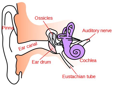 Cochlea - Key Stage Wiki