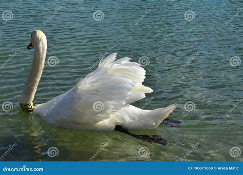 White Swan with Gorgeous Feathers. Stock Image - Image of peace, still: 196071669