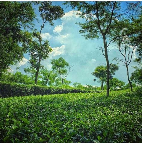 A tea garden in Sylhet, Bangladesh.#bangladesh #garden #sylhet #tea#bangladeshbangladesh #garden ...