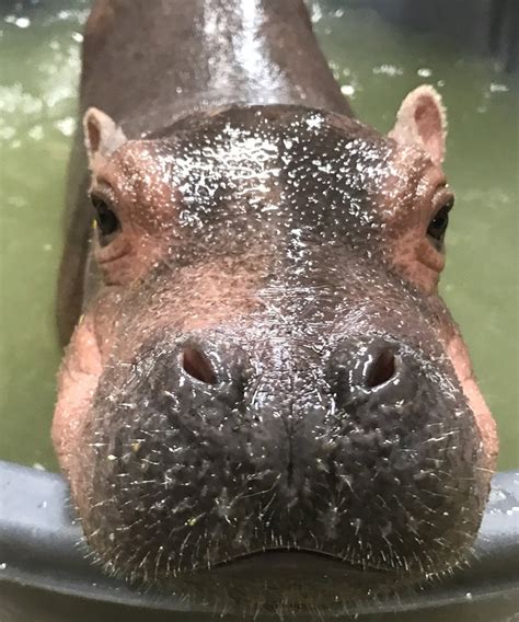 Baby hippo Fiona to make media appearance today