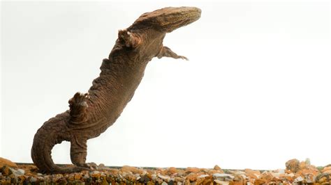 A Homecoming for Hellbenders, the Biggest Salamanders in North America ...