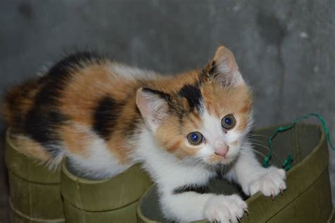 Calico Kittens: Everything You Need to Know | The Dog People by Rover.com