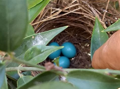 Hedge sparrow eggs on Malabar jasmine climber.. | Sparrow eggs, Jasmine climber, Hedges