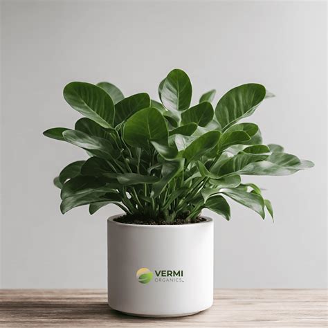 Buy Dolichos Biflorus Plant- Vermi Organics