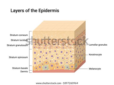 Vector Illustration Epidermis Layers Skin Anatomy Stock Vector (Royalty Free) 1897260964 ...