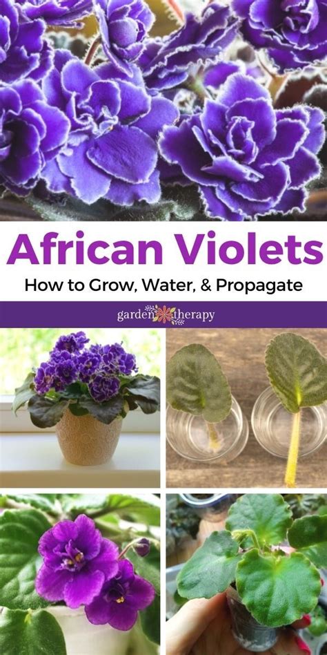 African Violet Care: Proper Care and Propagation Tips - Garden Therapy