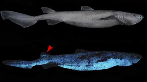 Giant Glow-in-the-Dark Shark Discovered Off New Zealand Coast