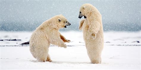 Polar Bear | National Wildlife Federation