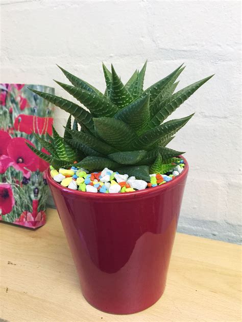 1 x LARGE CACTUS SUCCULENT EVERGREEN INDOOR OFFICE CACTI PLANT @ CERAMIC POT | eBay