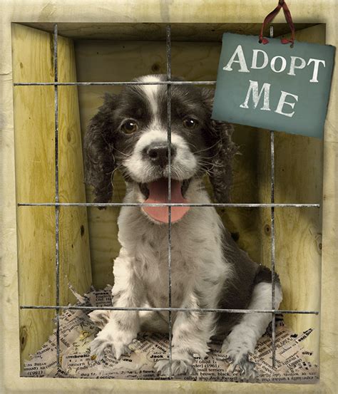 Puppy Mills - Why we need to adopt dogs from shelters instead of ...