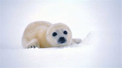 Cute Baby Animal Wallpapers - Wallpaper Cave