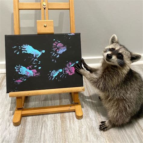 These Raccoons Are Creating Paintings Using Only Their Tiny Paws