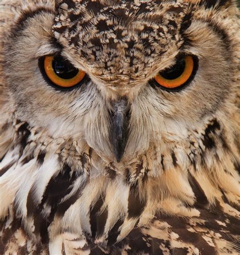 Owl Face Closeup by Jimmytrueno