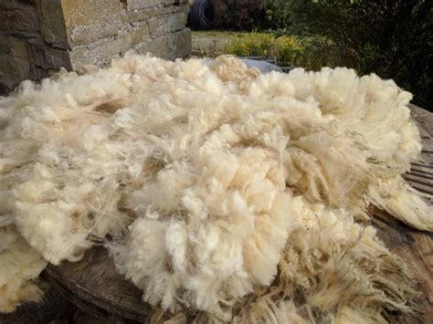 Shetland cross Cheviot Fleece - Raw Greasy Fleece - Sheep Unique